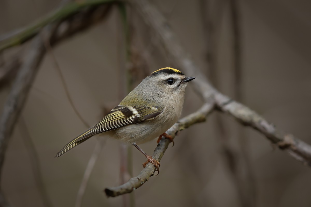 Golden-crowned Kinglet - ML645290840