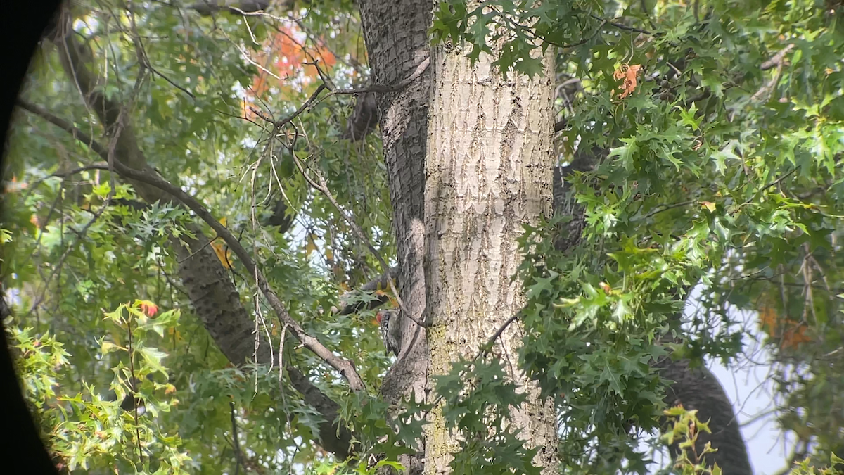 Red-bellied Woodpecker - ML645290844