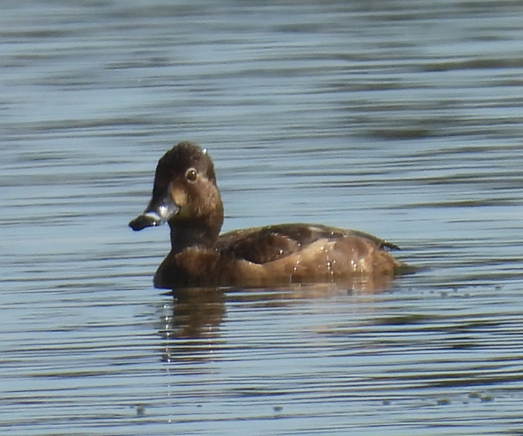 Redhead - ML645290845