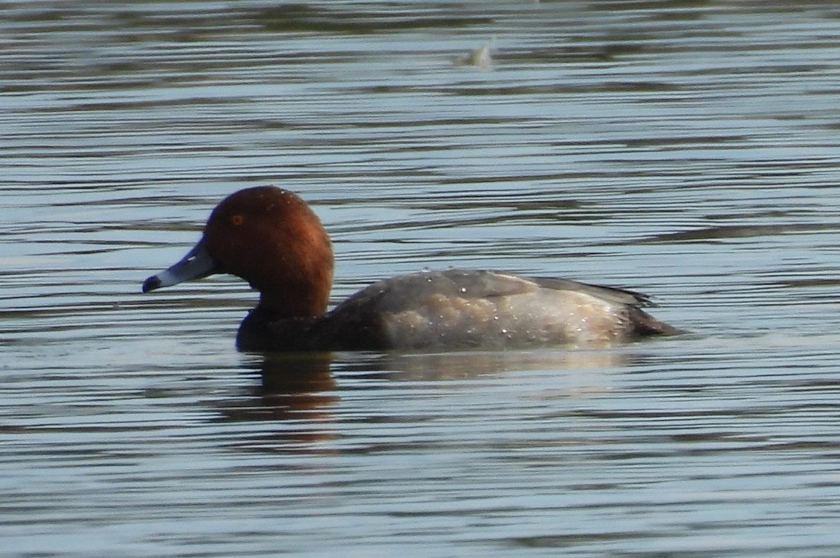 Redhead - ML645290846