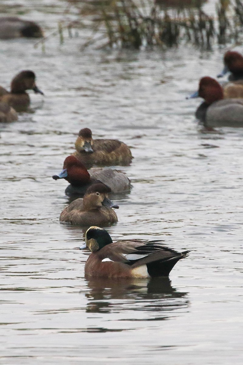 Redhead - ML645290857
