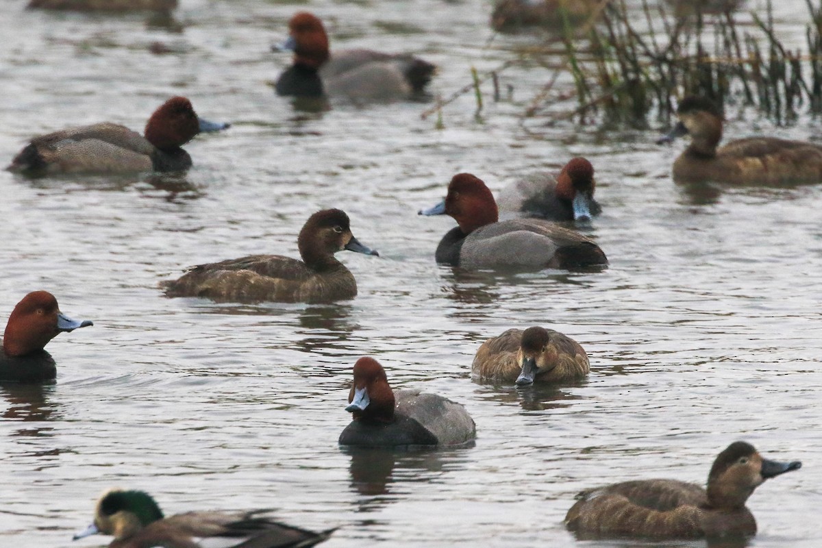 Redhead - ML645290869
