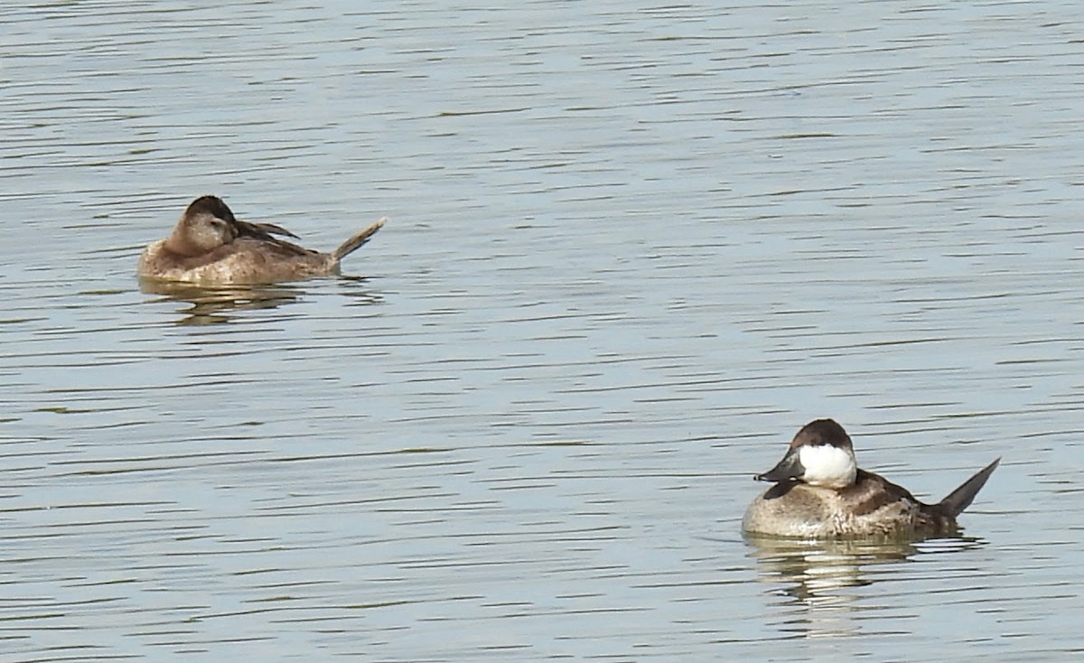 kobberand - ML645290880