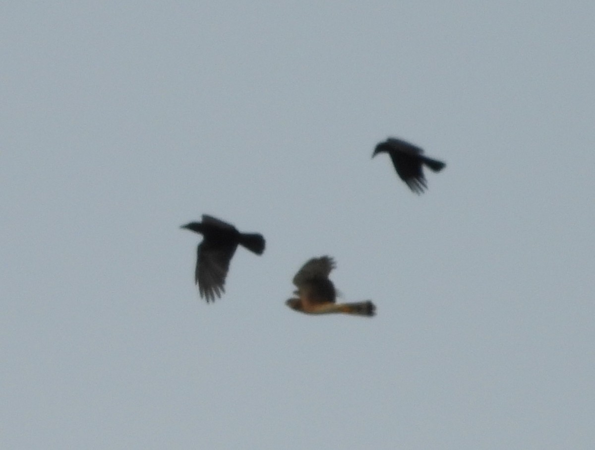 moták severoamerický - ML645290881