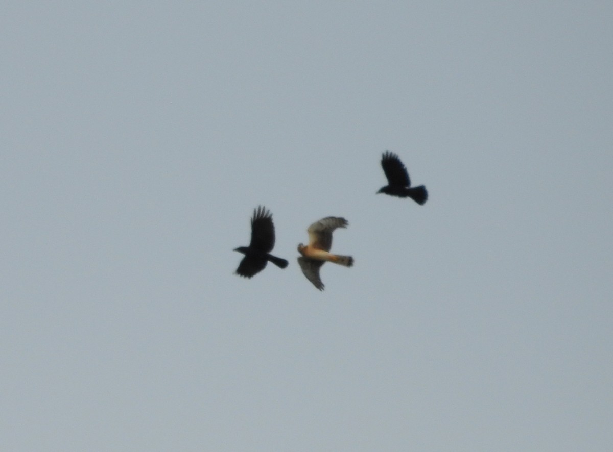 moták severoamerický - ML645290882