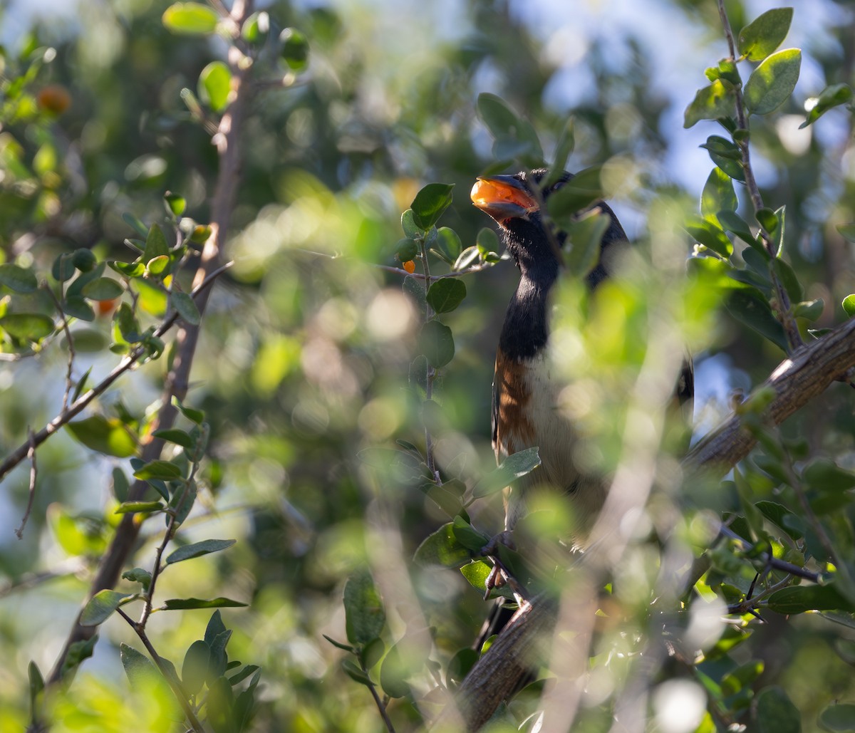 Spotted Towhee - ML645290901