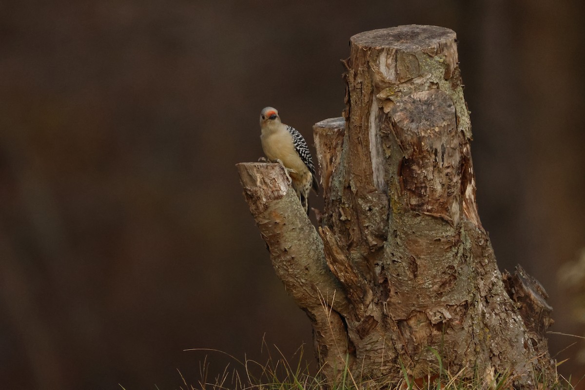 Red-bellied Woodpecker - ML645290919