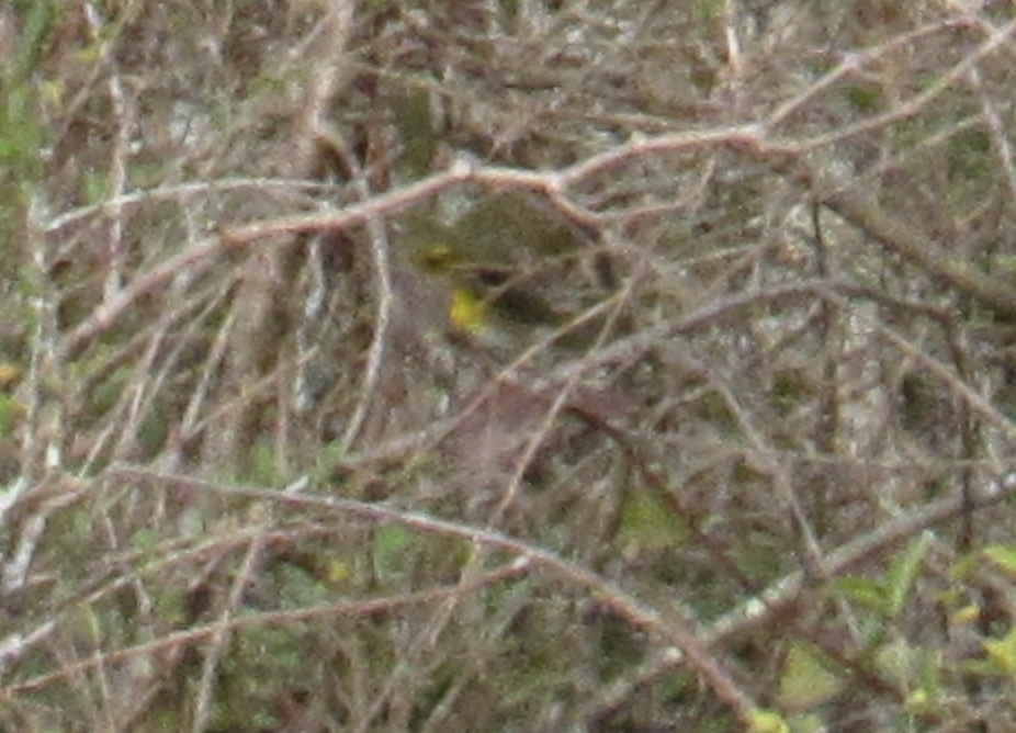 lesníček žlutoprsý - ML645290921