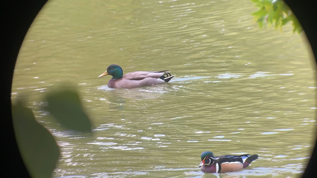 Ahate karolinarra - ML645290922