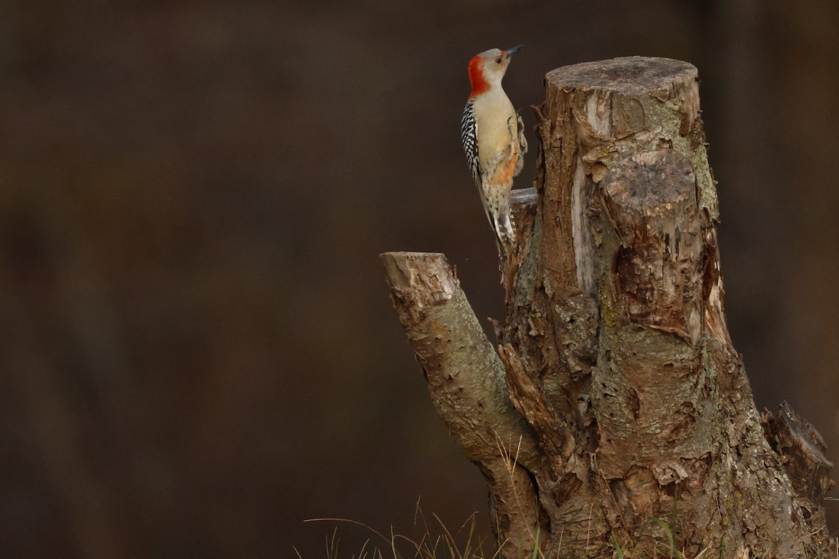 Red-bellied Woodpecker - ML645290923