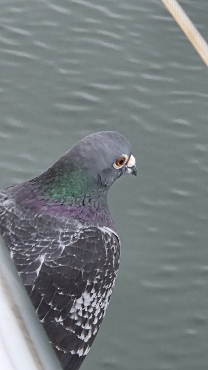 Kaya Güvercini (evcil tip) - ML645290930