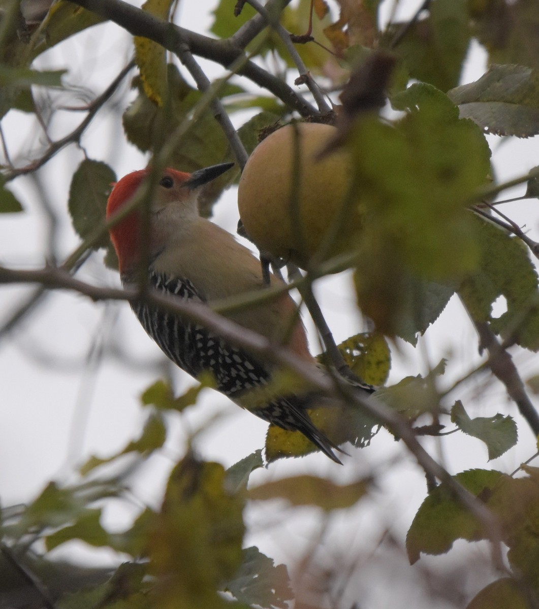 Red-bellied Woodpecker - ML645290934