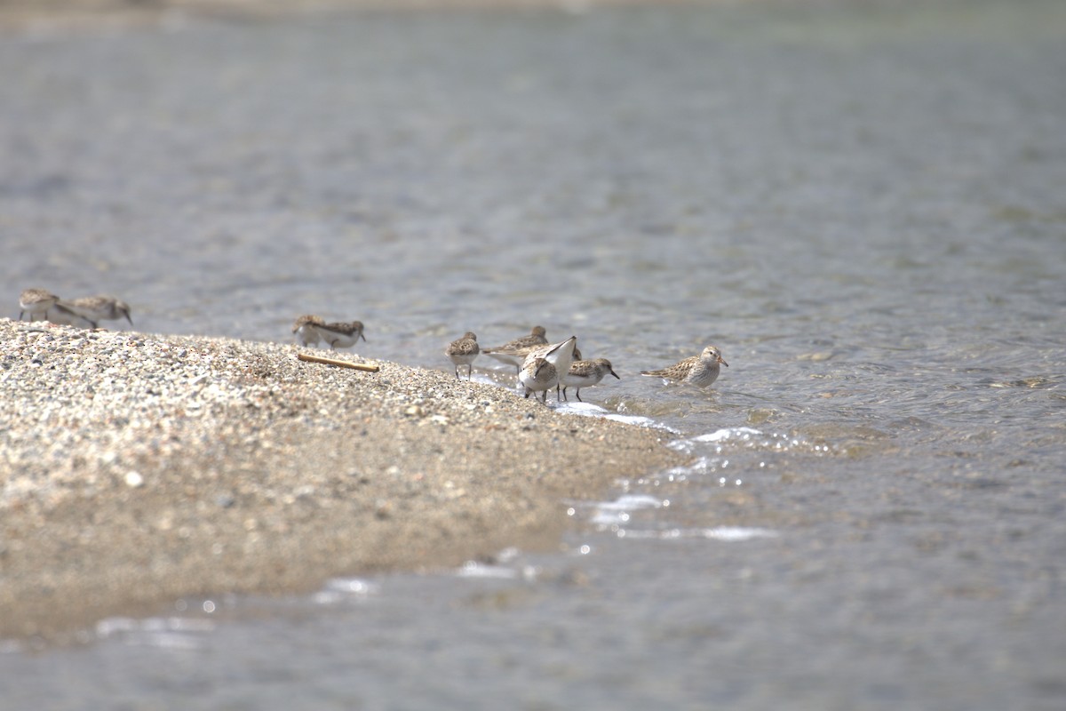 Semipalmated Sandpiper - ML645290948