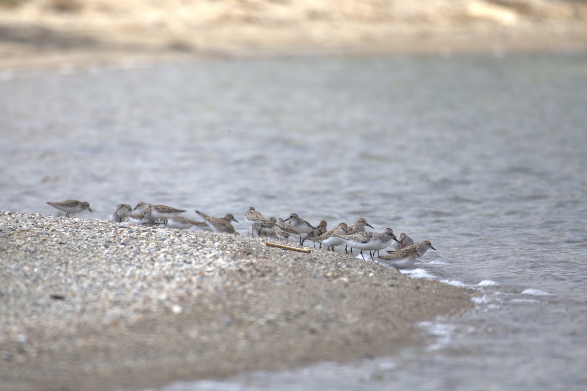 Semipalmated Sandpiper - ML645290949