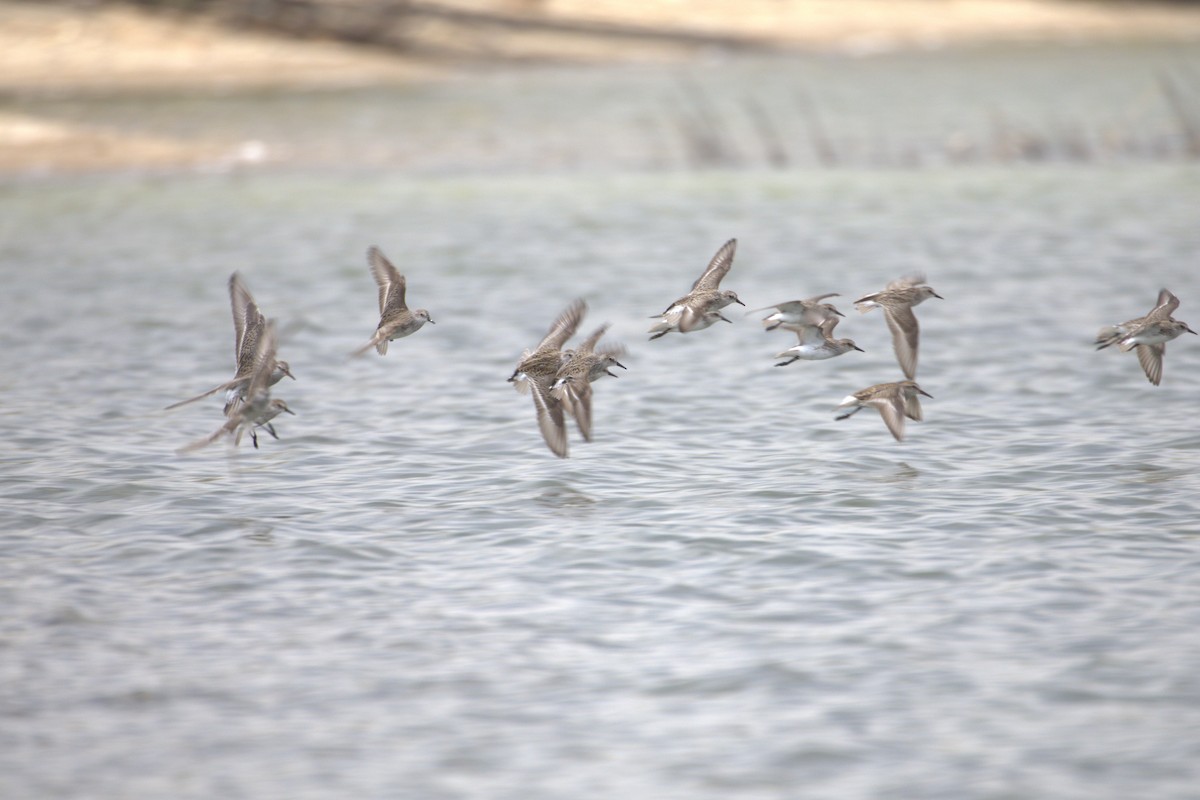 Semipalmated Sandpiper - ML645290951