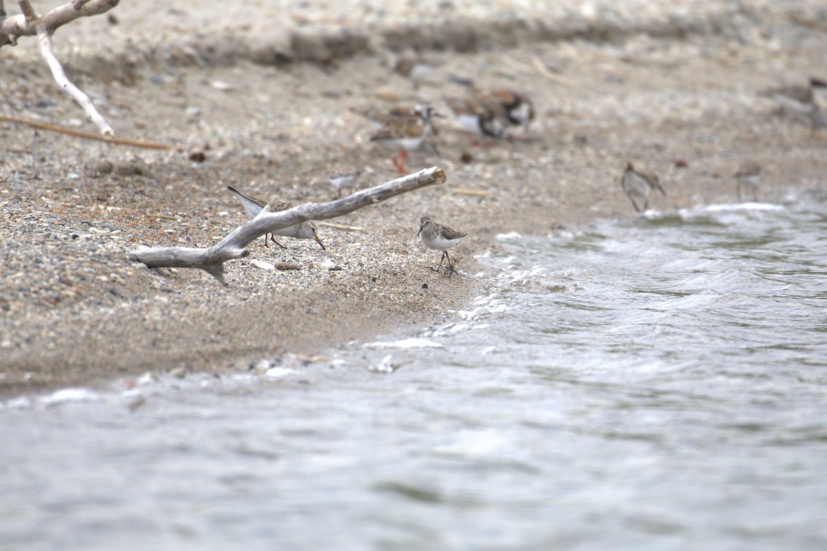 Semipalmated Sandpiper - ML645290953