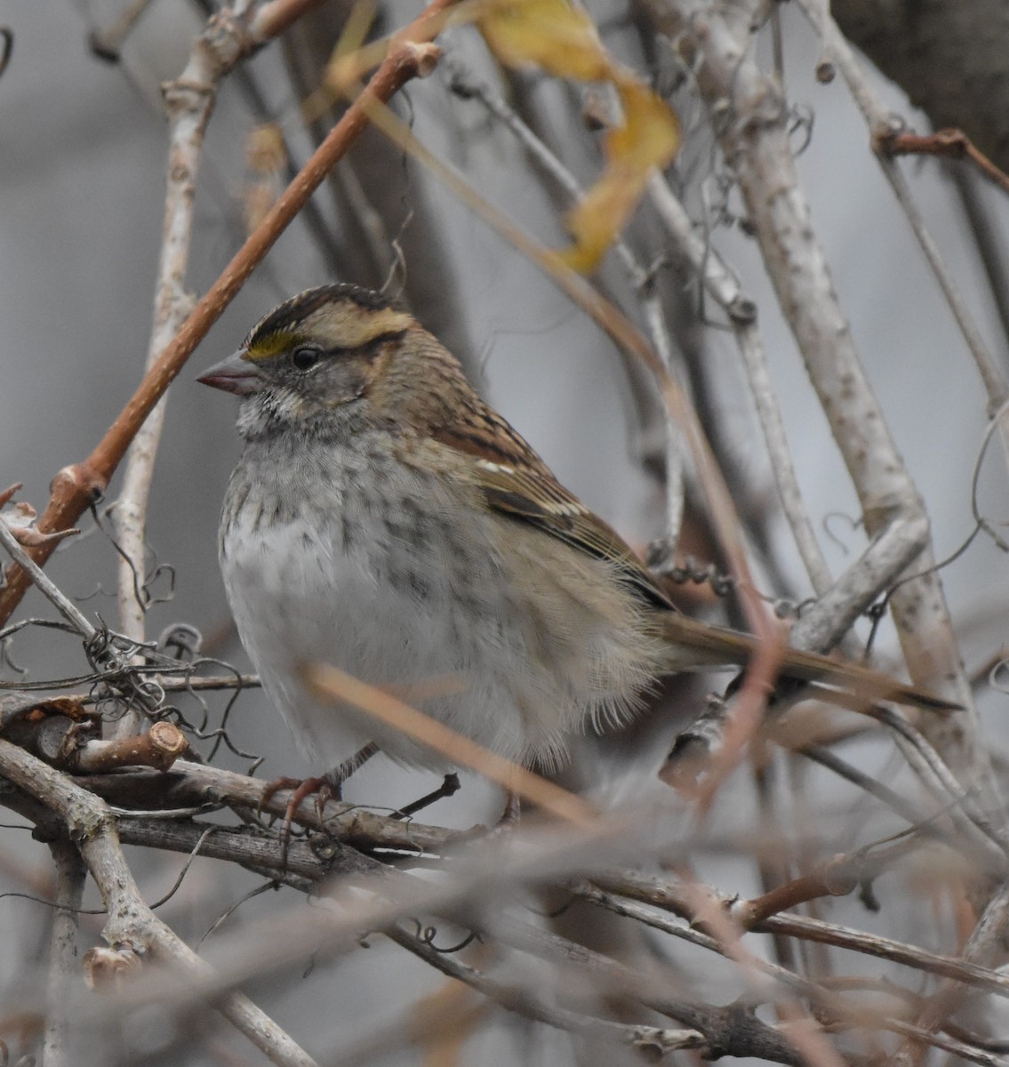 White-throated Sparrow - ML645290964