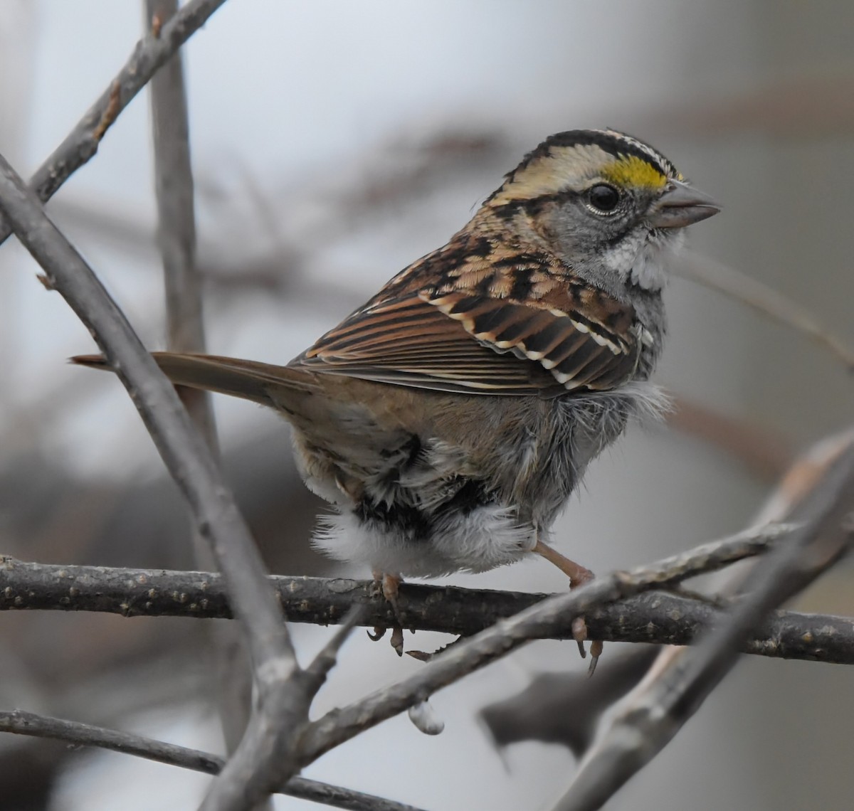 White-throated Sparrow - ML645290965