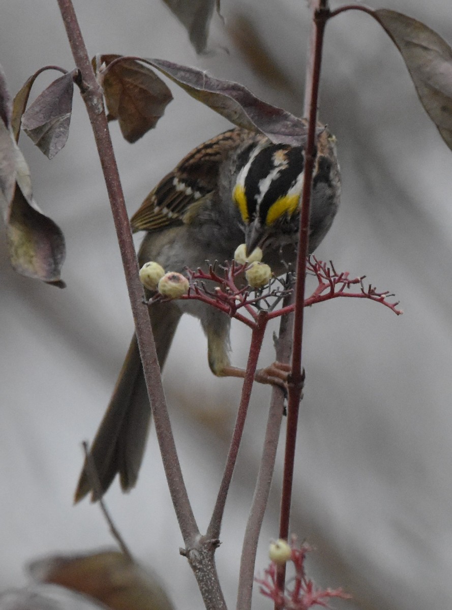 White-throated Sparrow - ML645290966