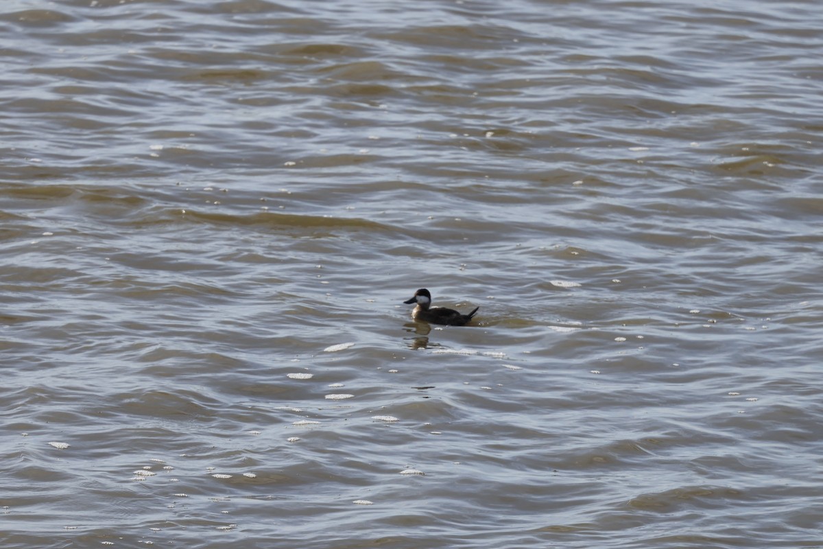 kobberand - ML645290984