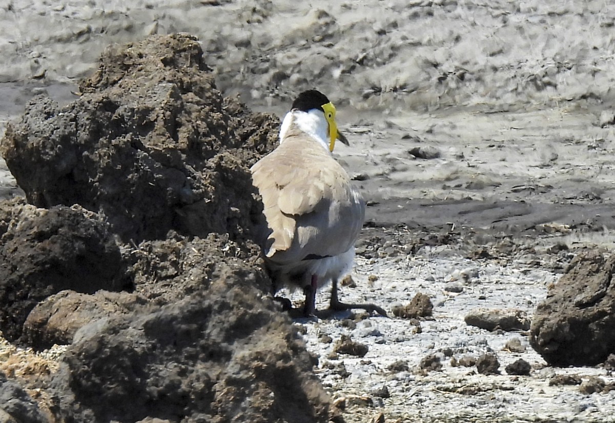 Masked Lapwing - ML645290988