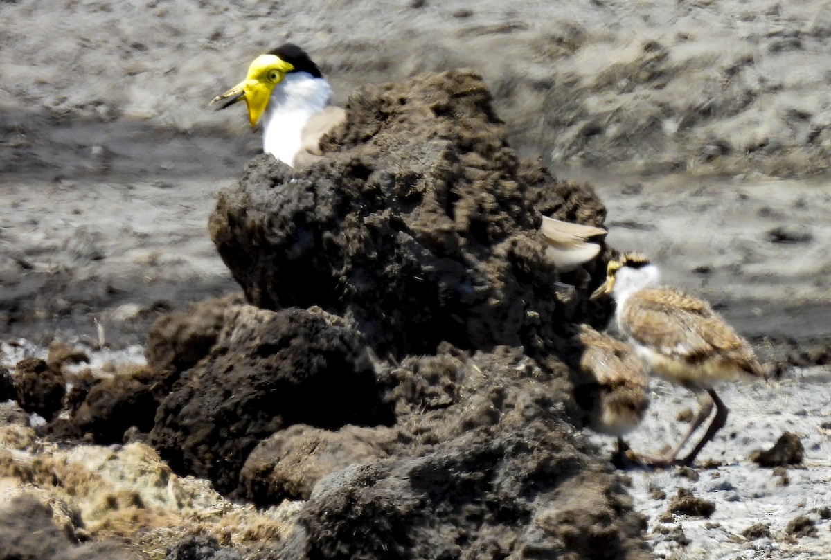 Masked Lapwing - ML645290989