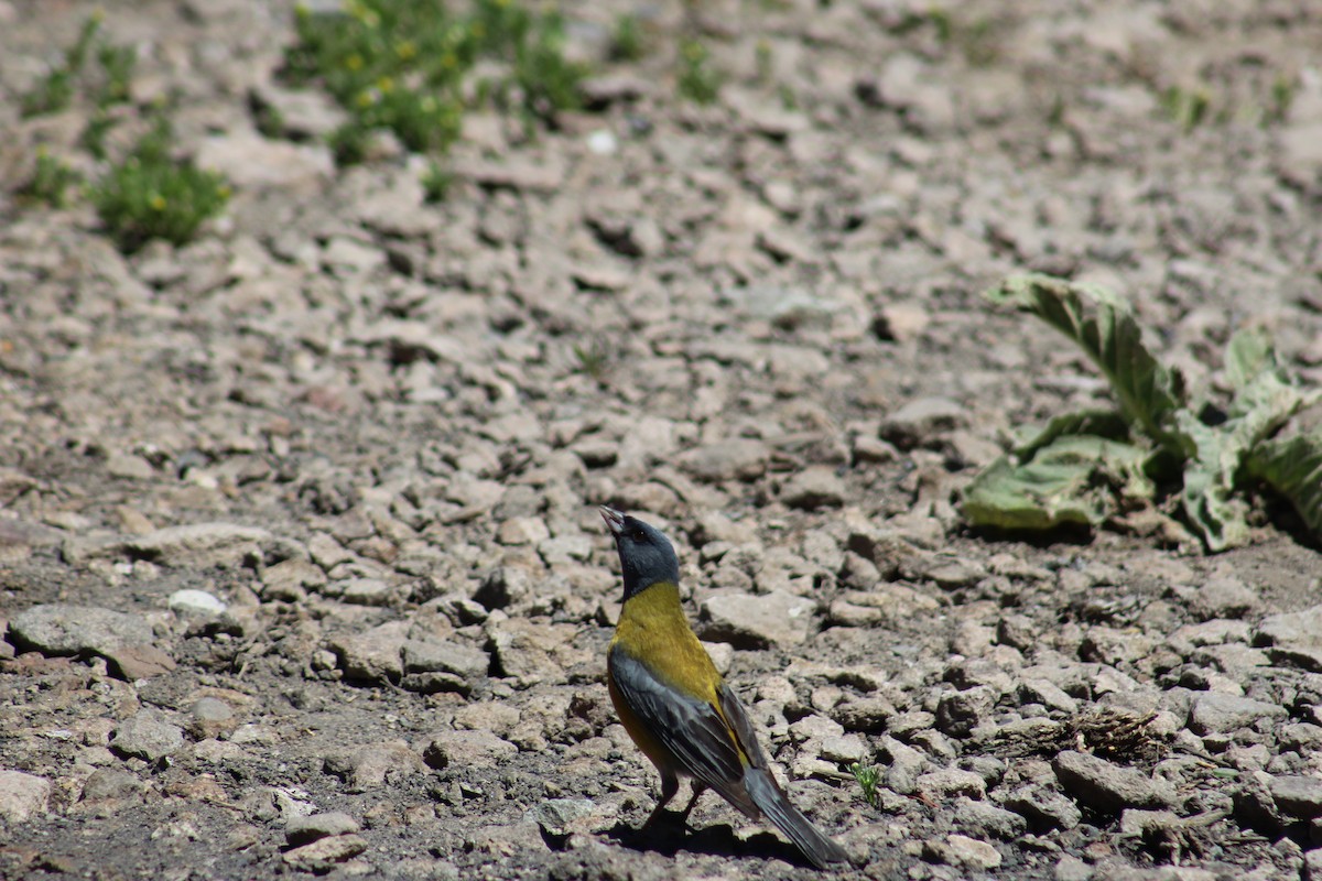 Gray-hooded Sierra Finch - ML645290993