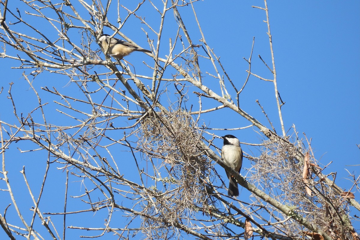 Carolina Chickadee - ML645290995