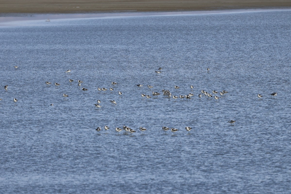 American Avocet - ML645291002