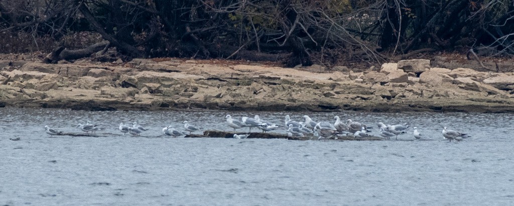 Ring-billed Gull - ML645291007