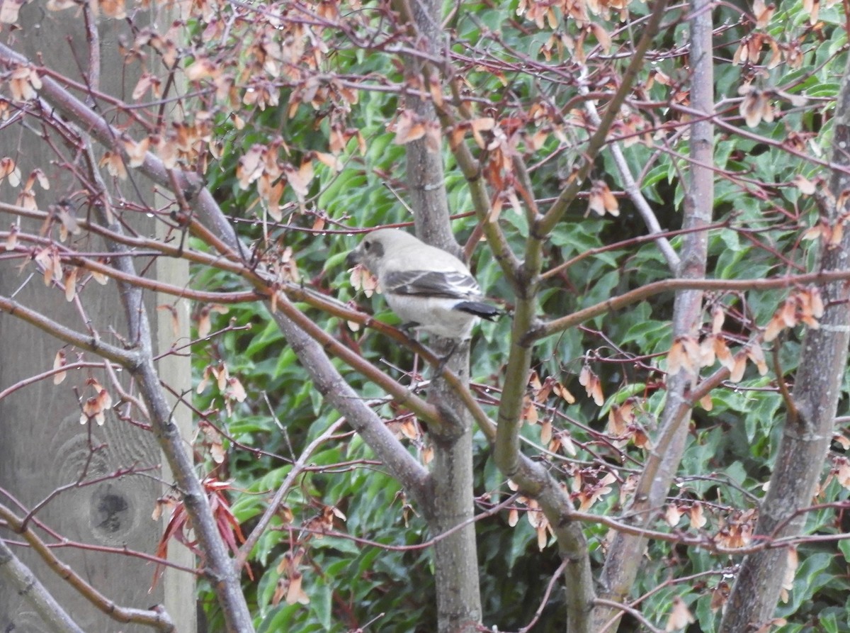 Northern Shrike - ML645291029