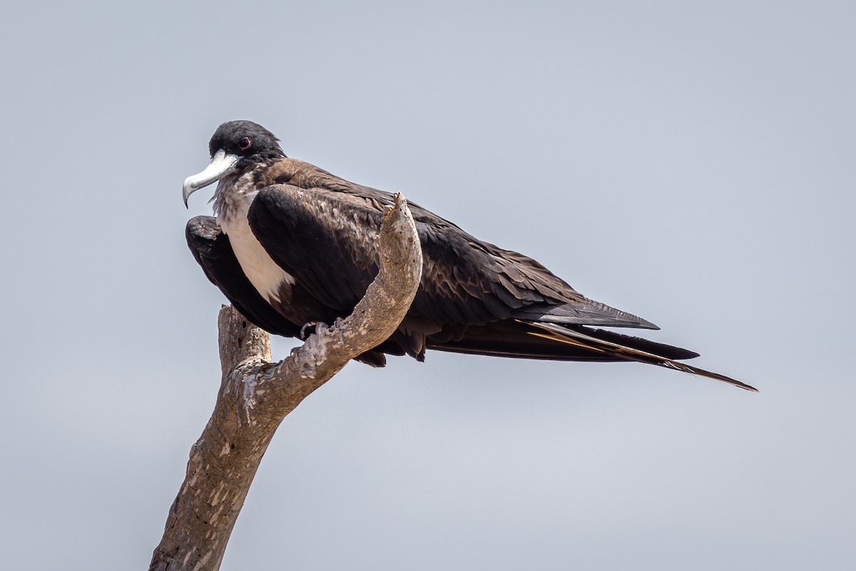 פריגט גדול - ML645291066