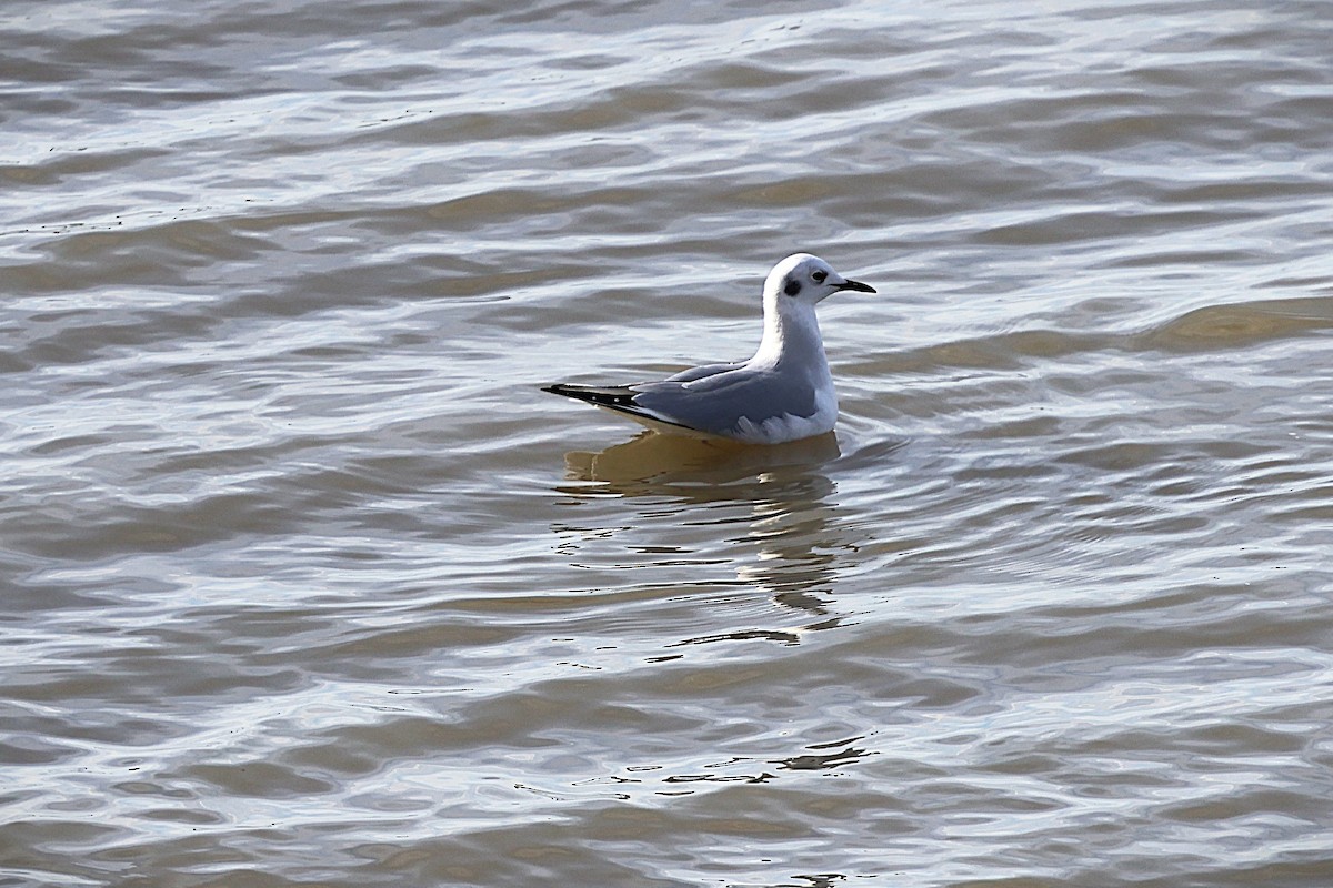 Bonaparte's Gull - ML645291068