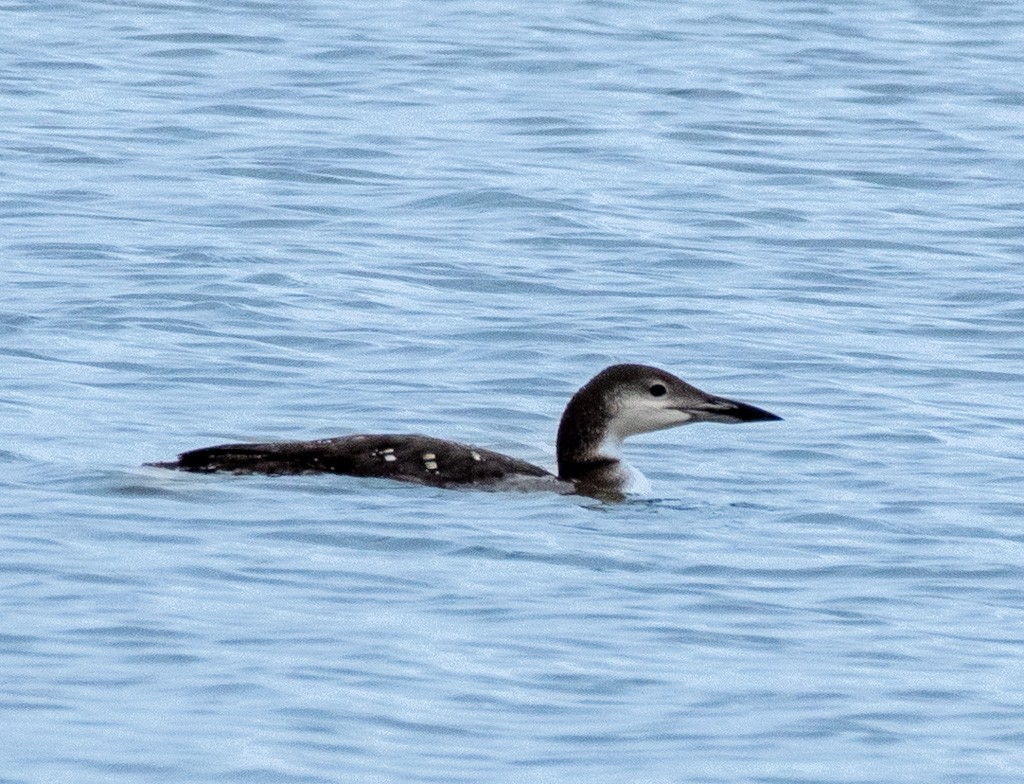 Common Loon - ML645291140
