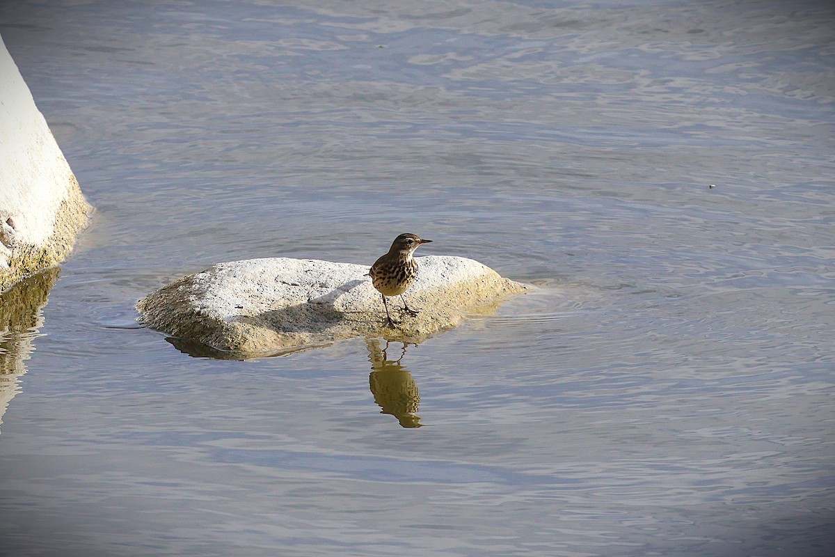 American Pipit - ML645291157