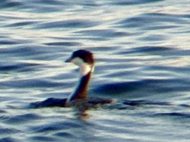 Zampullín Cuellirrojo - ML645291164