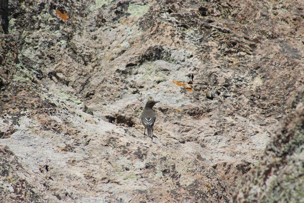 Black-billed Shrike-Tyrant - ML645291173