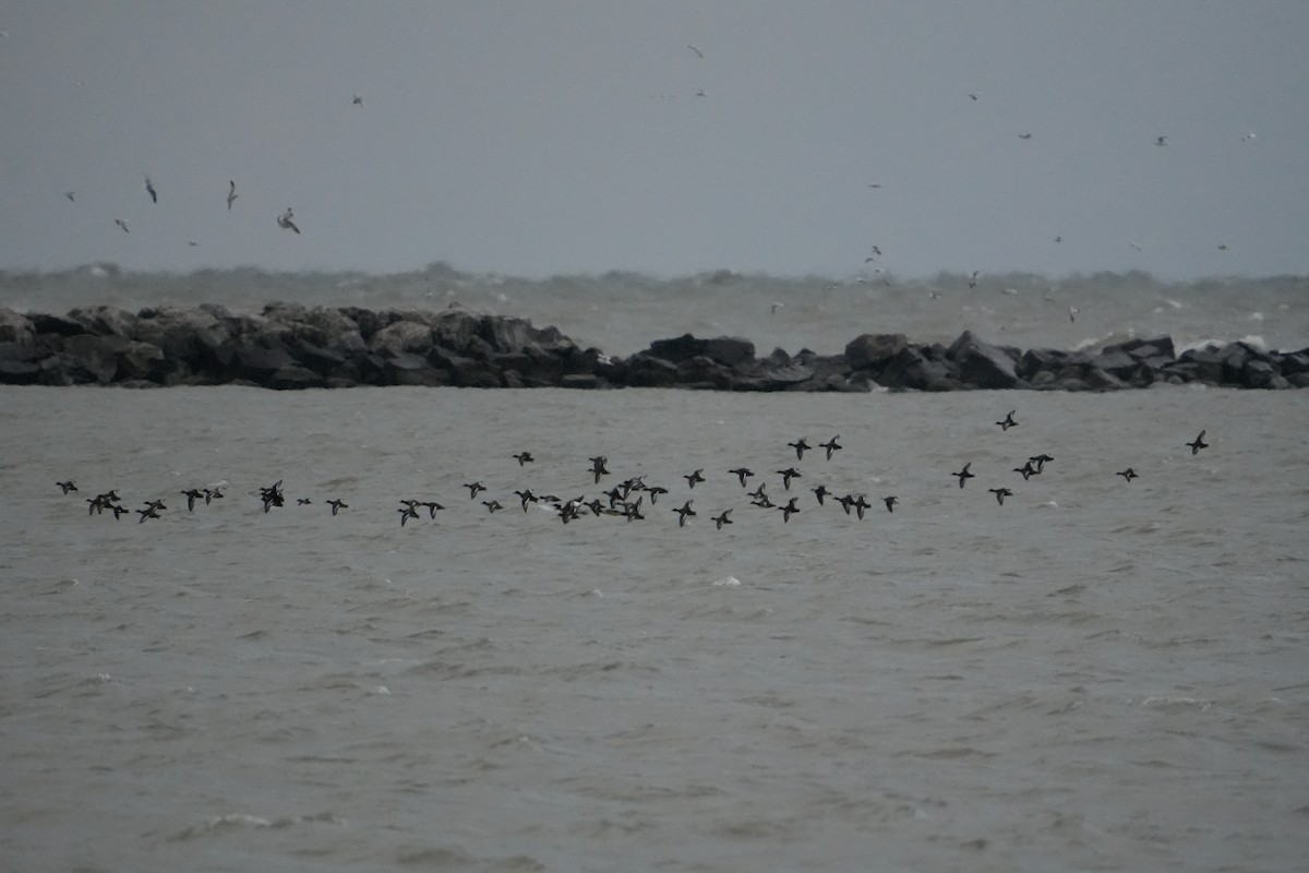 スズガモ - ML645291175