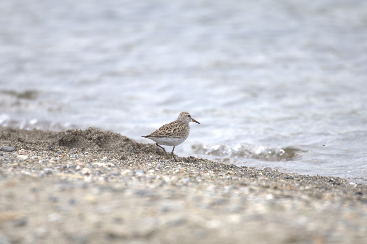 jespák tundrový - ML645291178