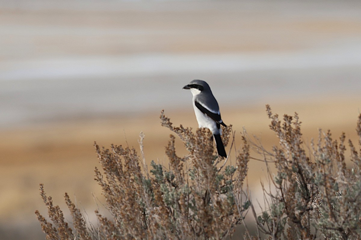 Loggerhead Shrike - ML645291184