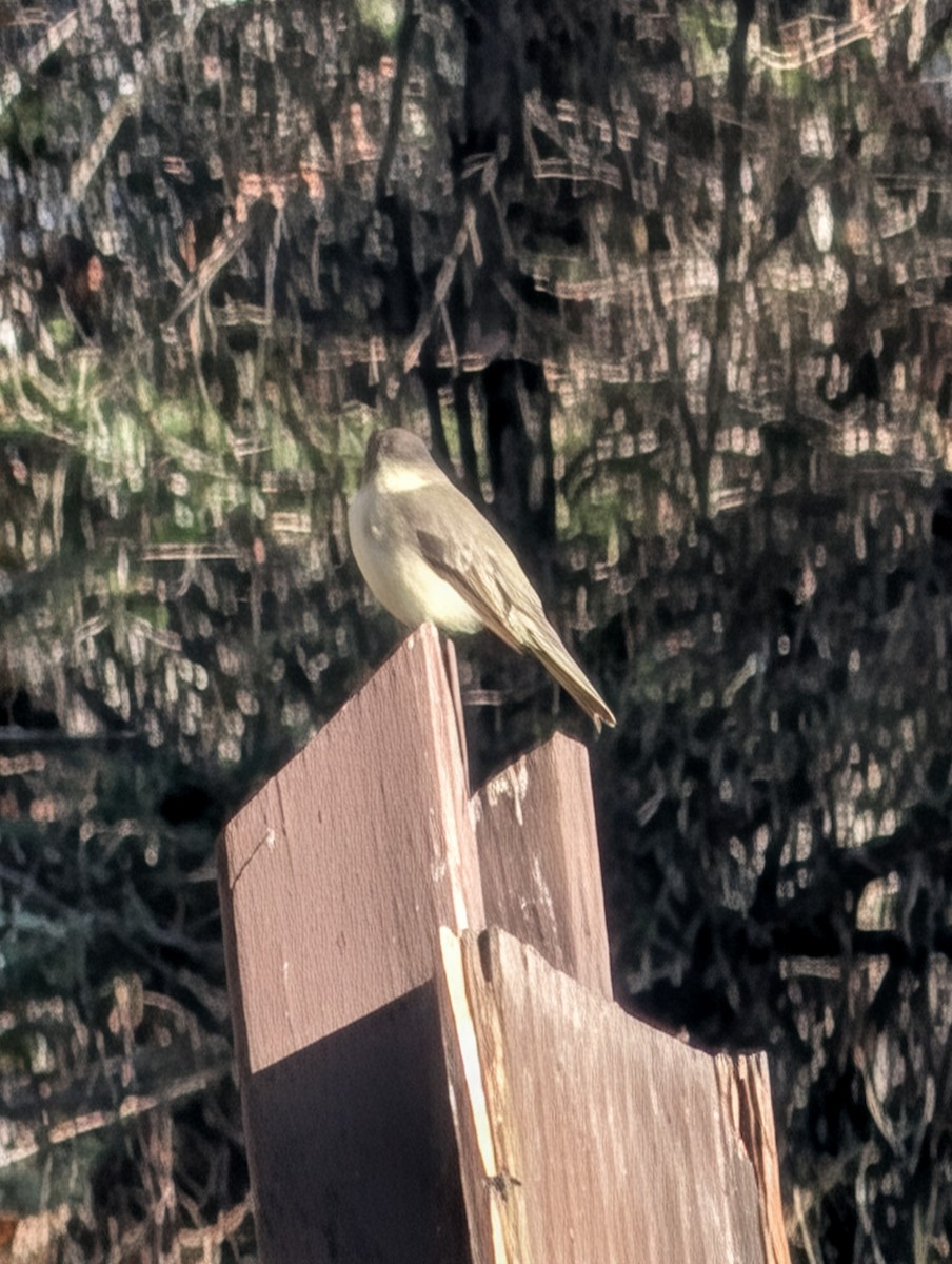 Eastern Phoebe - ML645291193