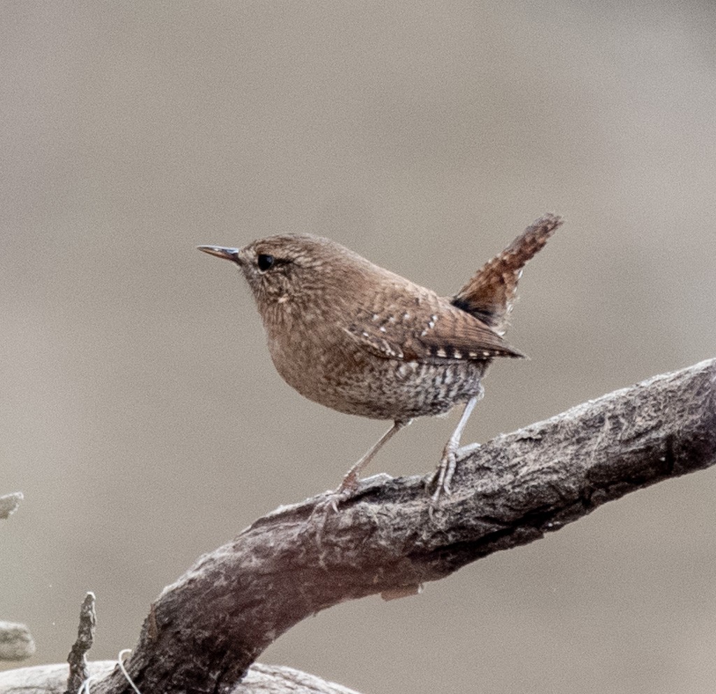Winter Wren - ML645291195
