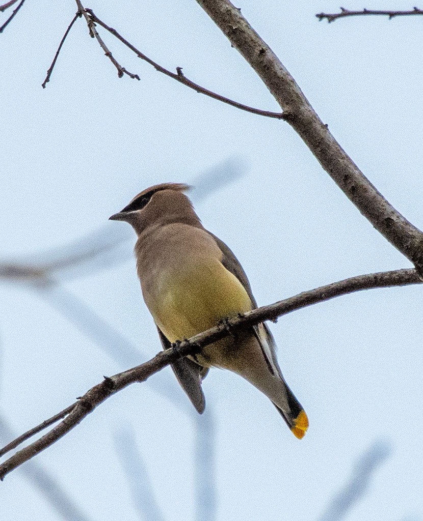 Cedar Waxwing - ML645291206