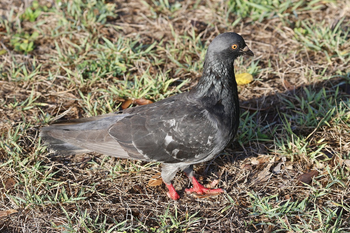 Kaya Güvercini (evcil tip) - ML645291245