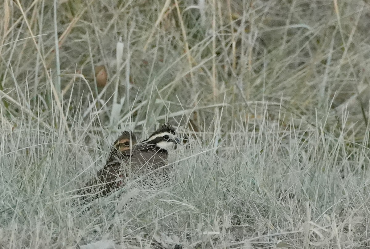 Northern Bobwhite - ML645291246