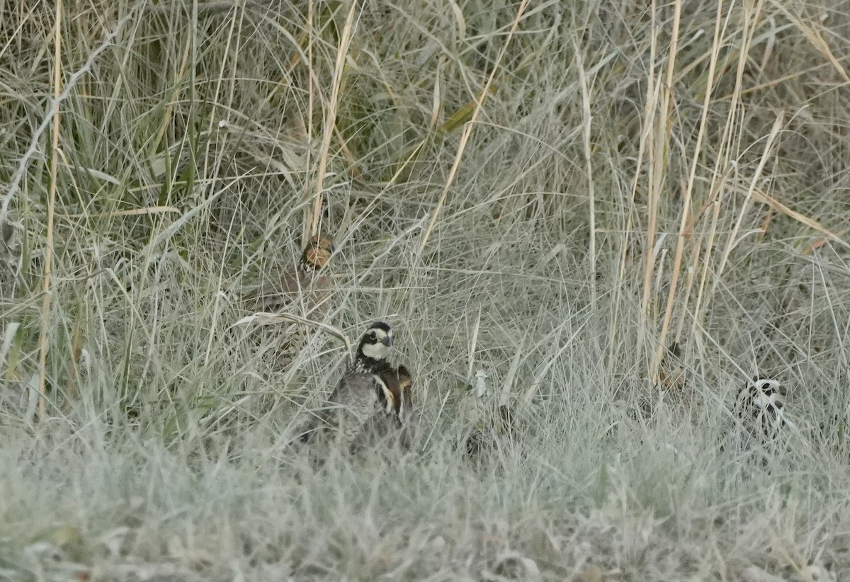 Northern Bobwhite - ML645291247