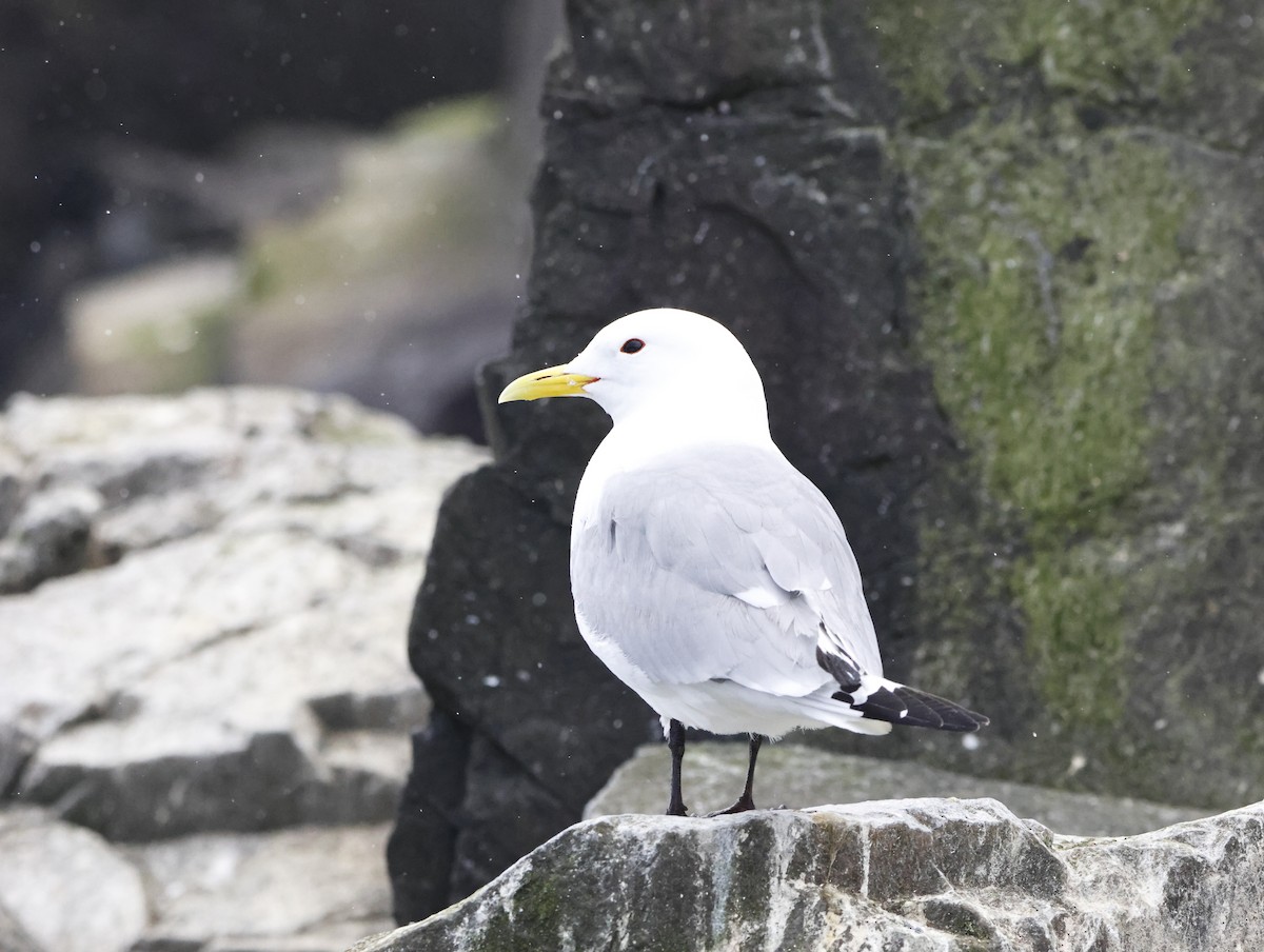 Black-legged Kittiwake - ML645291248