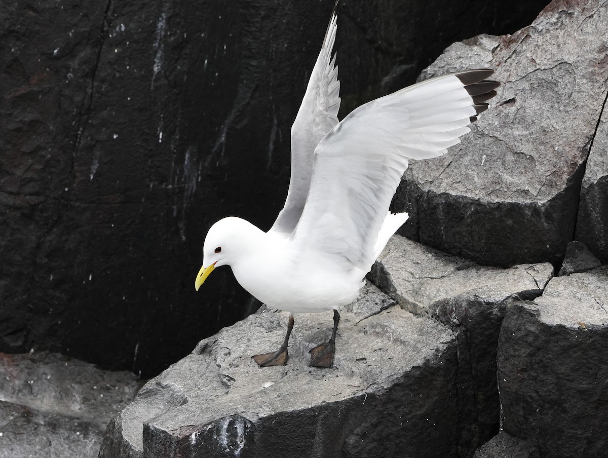 Black-legged Kittiwake - ML645291249