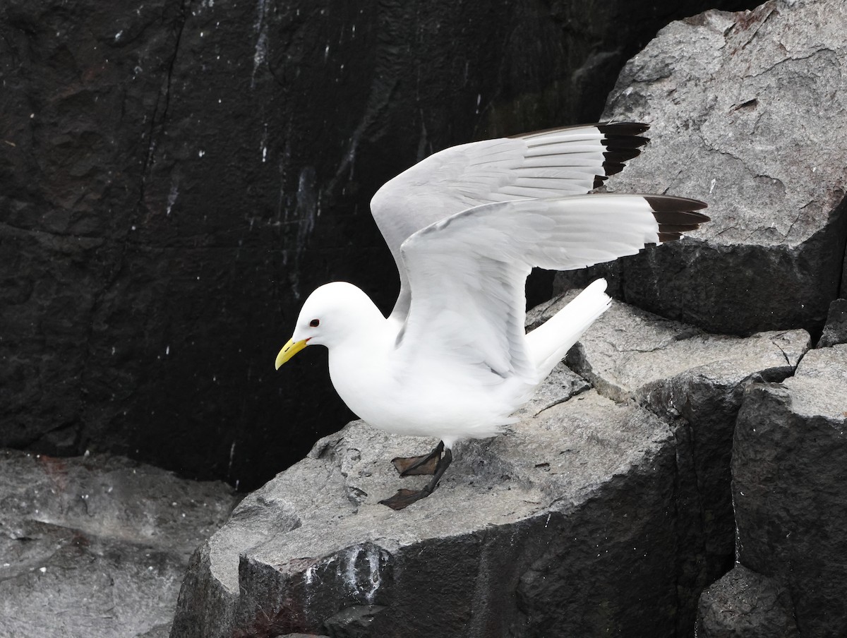 Black-legged Kittiwake - ML645291250