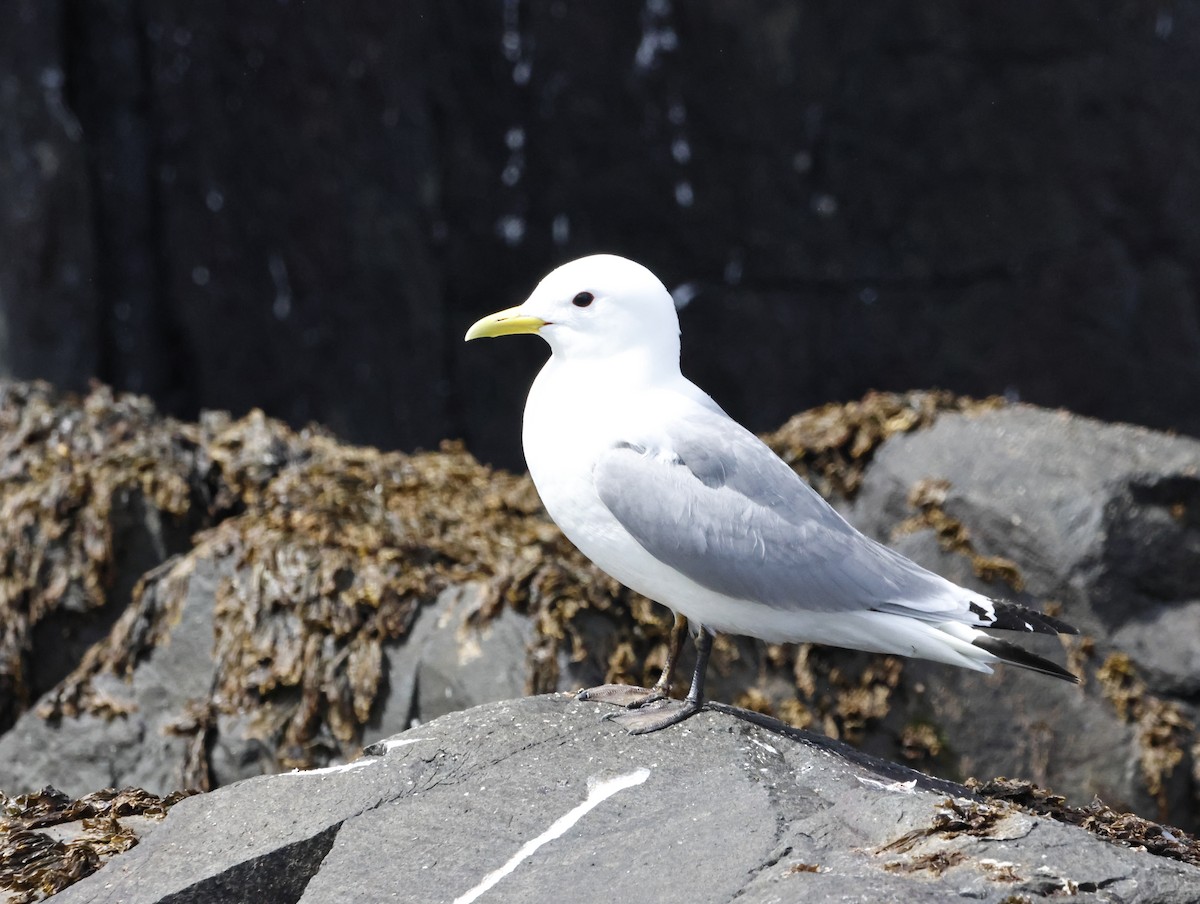 Black-legged Kittiwake - ML645291251